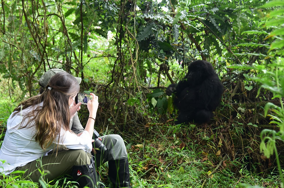 Gorilla Trekking in Uganda vs Rwanda vs Congo