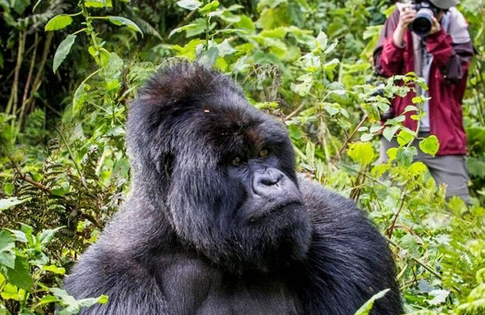 Is Gorilla Trekking Safe?